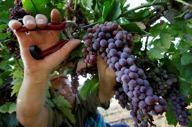 California grape harvest