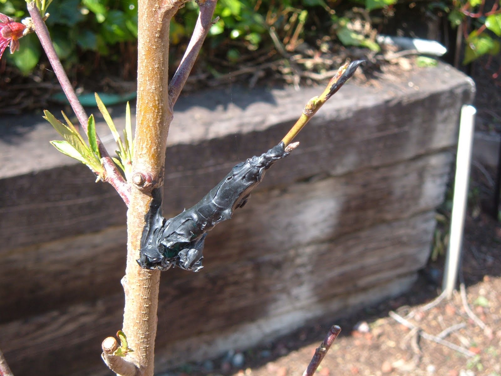 Grafting a nectarine branch